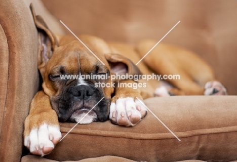 Boxer puppy sleeping on sofa