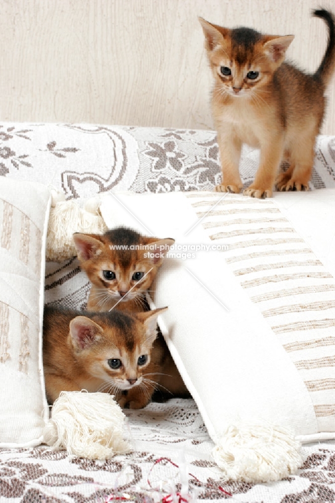 three ruddy Abyssinian kittens on a sofa