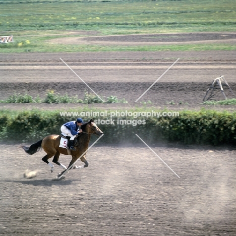 akhal teke racing on racecourse