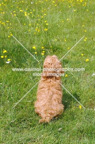 young Cockapoo back view