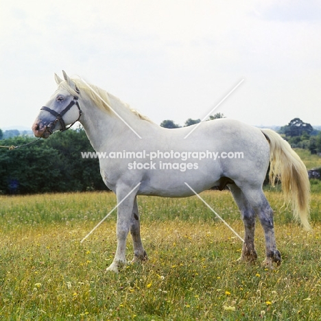 irish draught stallion in ireland