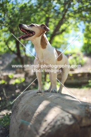 Jack Russell Terrier standing on a log in a forest