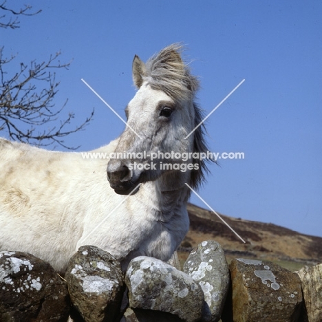 Eriskay Pony looking over stone wall