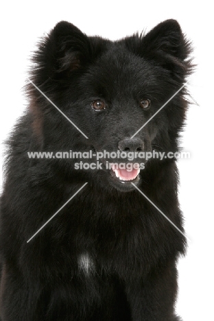 Swedish Lapphund head study on white background