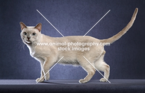 Tonkinese on blue background