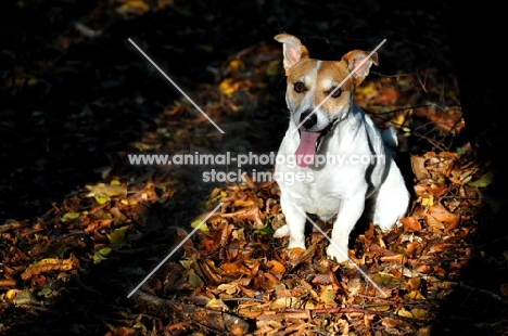 Jack russell in autumn forest