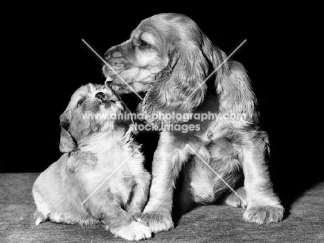 English Cocker Spaniel puppy licking Cavalier King Charles Spaniel puppy