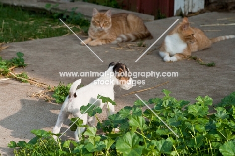 Jack Russell puppy near cat