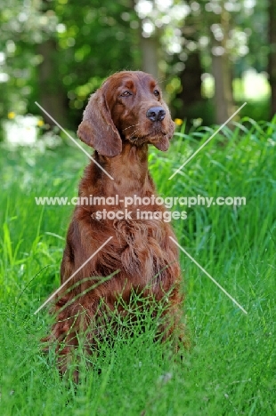 Irish Setter sitting down on grass