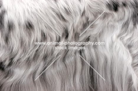 English Setter (Blue Belton colour), coat detail