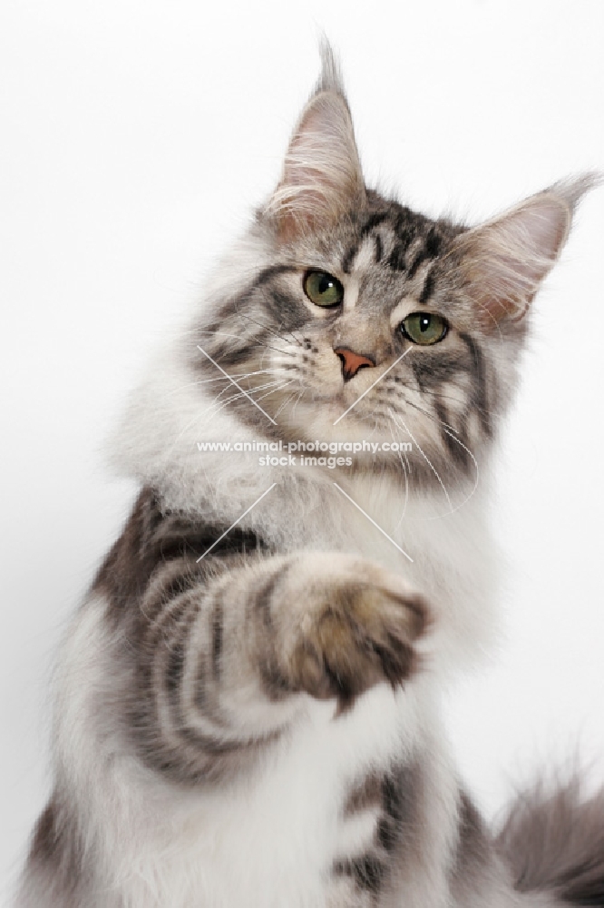 Maine Coon one leg up, Silver Classic Tabby colour, white background