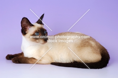 young siamese seal point cat lying on purple background
