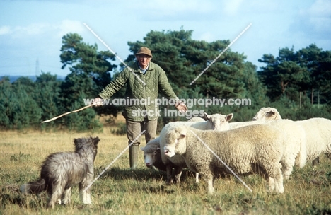 border collie x bearded collie herding sheep