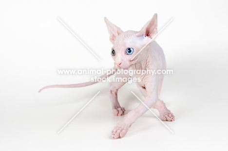 Bambino kitten on white background