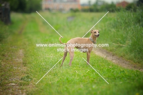 happy red italian greyhound standing in a field
