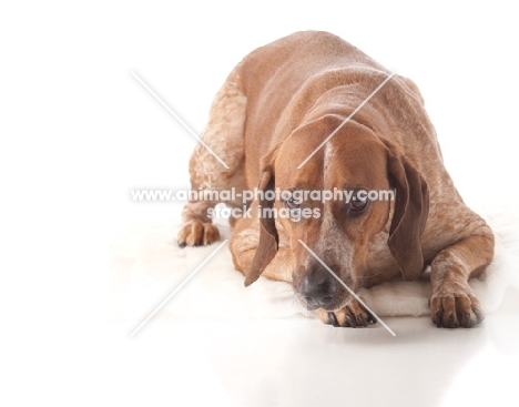 brown dog laying in studio on white background