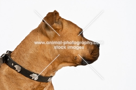 head shot of American Staffordshire Terrier with collar in studio looking to the side