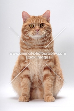 Red Classic Tabby Manx sitting down, front view