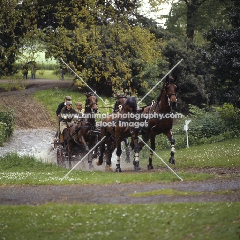 Duke of Edinburgh carriage driving competition,  Cleveland Bays