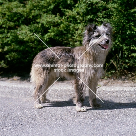 pyrenean sheepdog standing