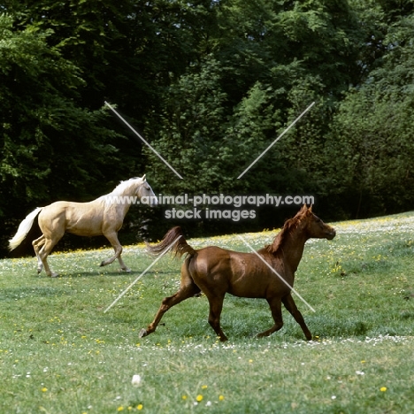 yearlings, palomino and chestnut horse (unknown breed) trotting in field