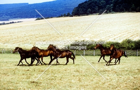 group of young trakehners at webelsgrund