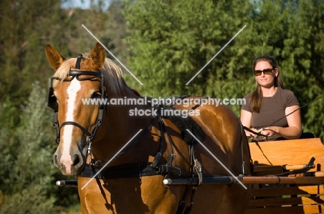 Belgian Draft horse