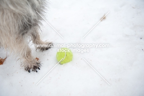 Close-up of Wheaten Cairn terrier front paws in snow, waiting for tennis ball to be thrown.