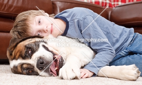 Boy lying on top of a younf Saint Bernard