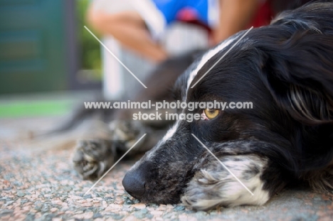 blue merle australian shepherd resting oustide home, owner in the background