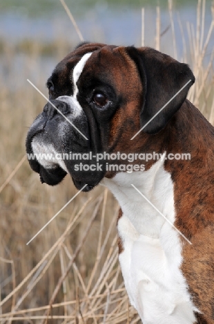 Boxer head study