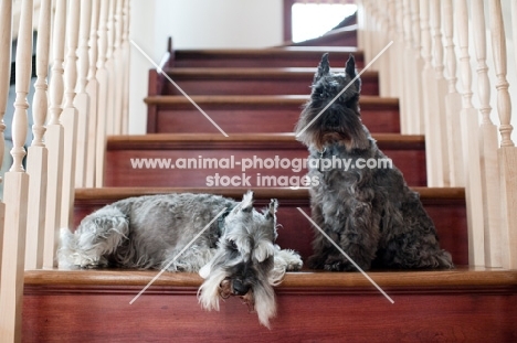 Salt and pepper and black Miniature Schnauzers on stairs.