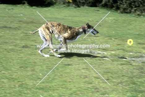ex-racing greyhound retrieving ring