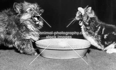 kitten fighting a puppy above a dish