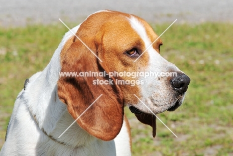 world champion chien d'artois, artois hound, portrait