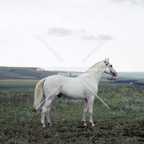 simvol, tersk stallion at stavropol stud, russia