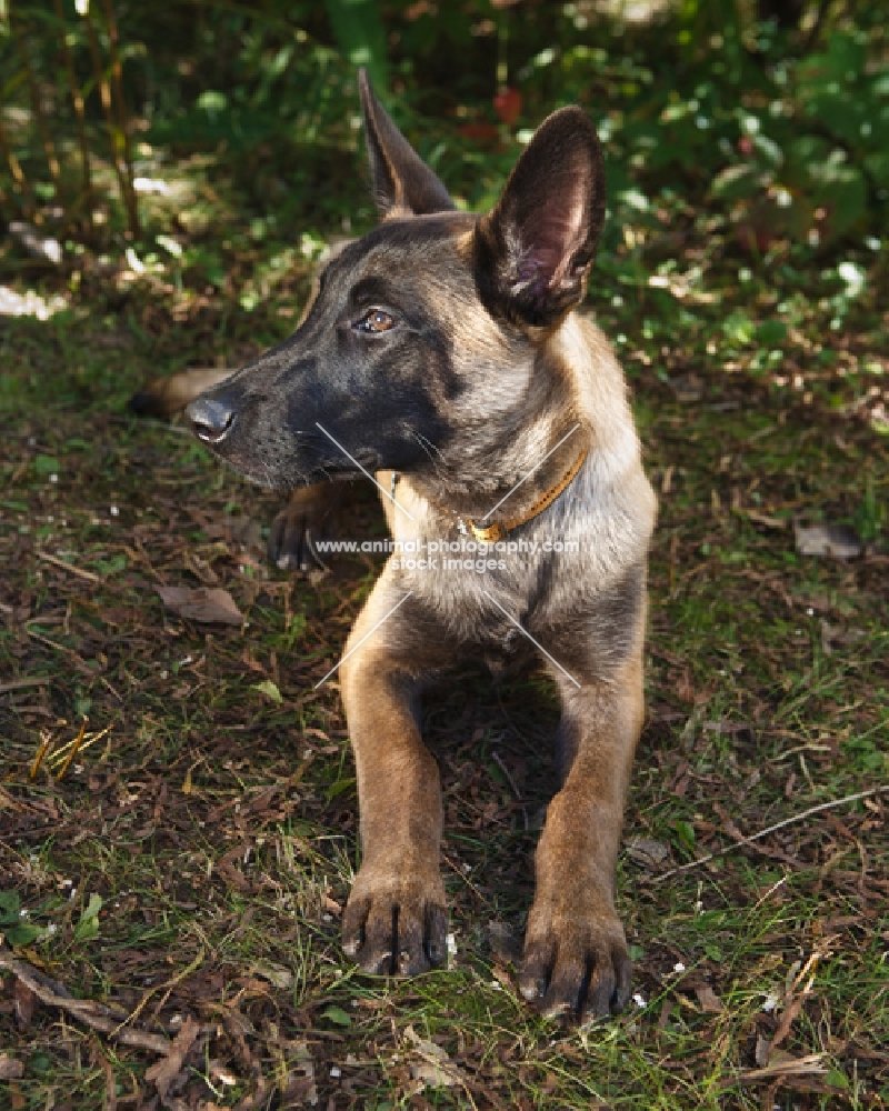 young Belgian Malinois lying down