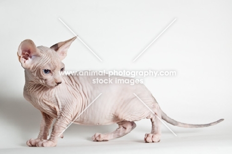 sphynx kitten, full body side view