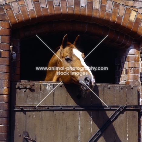 hanoverian looking over a stable door at celle