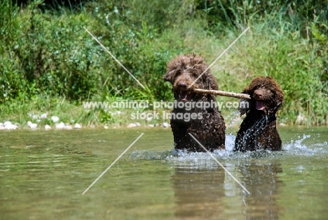 mother playing with her pup