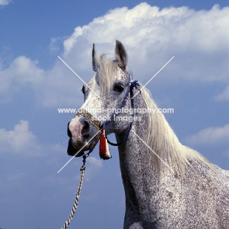 Bandola, Polish Arab mare at janow podlaski stud