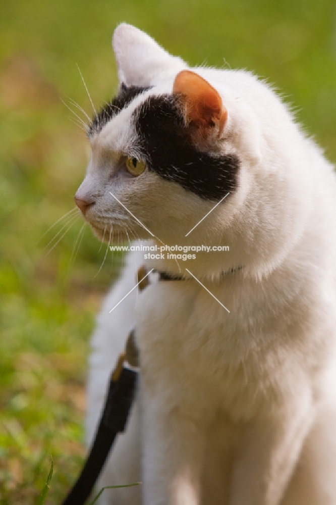 Japanese Bobtail cat profile wearing leash