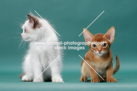 Ragdoll kitten next to Sorrel (Red) Abyssinian kitten
