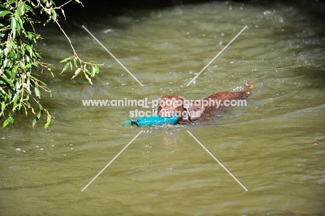 chocolate Labrador Retriever swimming with dummy