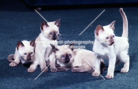 three seal point siamese kittens and one chocolate point