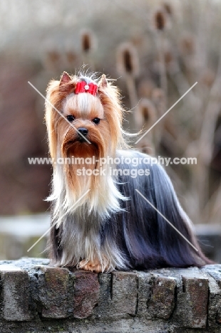 Yorkshire Terrier