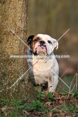 Bulldog behind tree