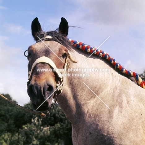 Bart van Wyngaarden, Dutch Draught Horse