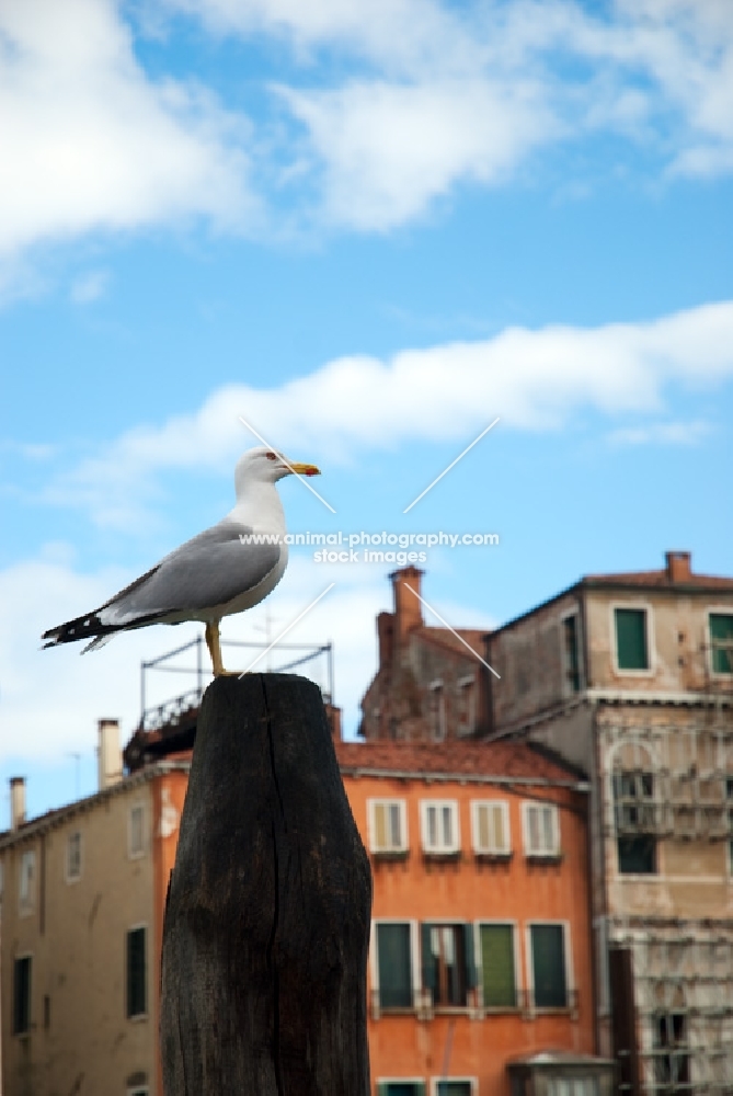 sea gull perched on pole in Venice