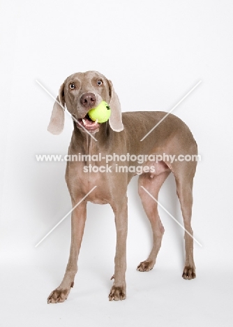 Weimaraner in studio, with tennis ball in mouth.
